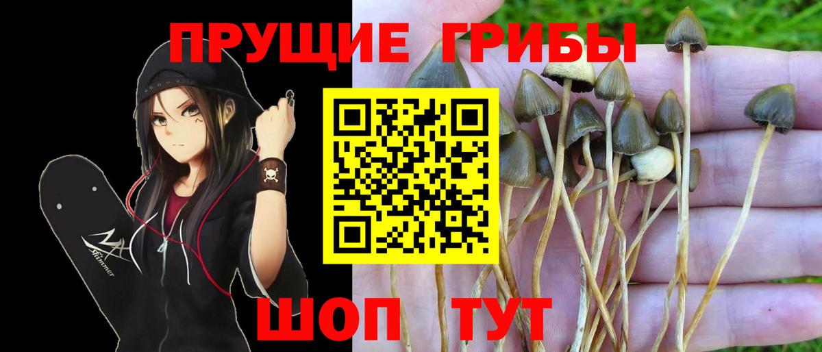 Галлюциногенные грибы Psilocybe Кинель